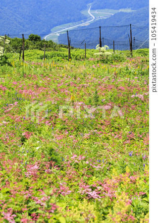 夏天的伊吹山,高山植物盛開 夏天的伊吹山,高山植物盛開 105419434