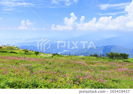 Mt. Ibuki in summer with alpine plants blooming Mt. Ibuki in summer with alpine plants blooming 105419437