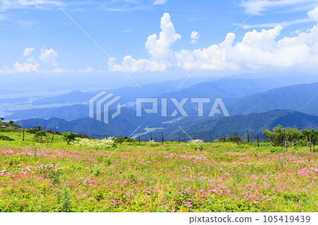 夏天的伊吹山，高山植物盛開 105419439