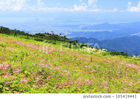 Mt. Ibuki in summer with alpine plants blooming Mt. Ibuki in summer with alpine plants blooming 105419441