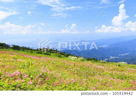 夏天的伊吹山，高山植物盛開 105419442