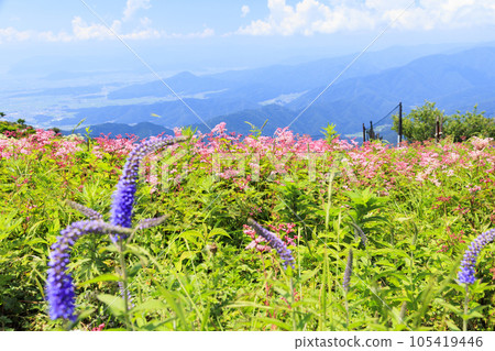 夏天的伊吹山,高山植物盛開 夏天的伊吹山,高山植物盛開 105419446