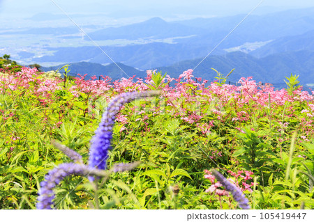 Mt. Ibuki in summer with alpine plants blooming Mt. Ibuki in summer with alpine plants blooming 105419447