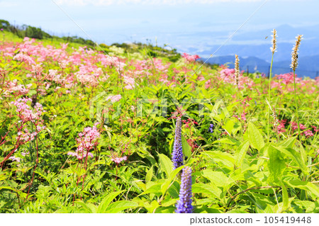 夏天的伊吹山,高山植物盛開 夏天的伊吹山,高山植物盛開 105419448