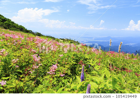 Mt. Ibuki in summer with alpine plants blooming Mt. Ibuki in summer with alpine plants blooming 105419449