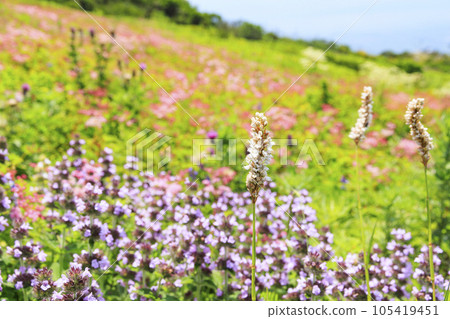 Mt. Ibuki in summer with alpine plants blooming Mt. Ibuki in summer with alpine plants blooming 105419451