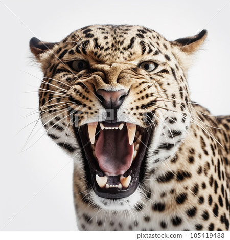 Predatory angry scary spotted leopard Panthera pardus growls and bares its fangs, head close-up isolated on white background Predatory angry scary spotted leopard Panthera pardus growls and bares its fangs, head close-up isolated on white background 105419488