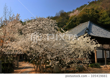 姥櫻與國寶大寶寺 105419881