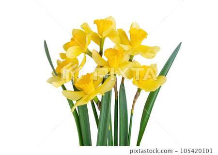 Beautiful bouquet of yellow daffodils or narcissus isolated on white background. Beautiful bouquet of yellow daffodils or narcissus isolated on white background. 105420101