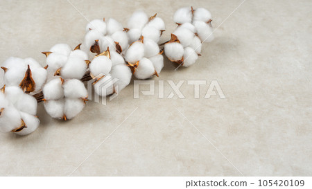 Dry cotton branch with fluffy flowers on light beige concrete textured background 105420109