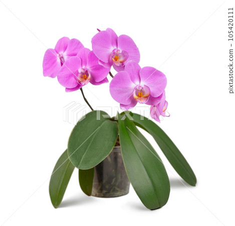Beautiful tropical purple phalaenopsis, orchid flower in pot isolated on white background Beautiful tropical purple phalaenopsis, orchid flower in pot isolated on white background 105420111