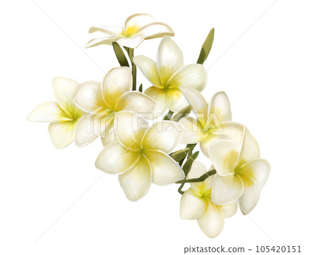 盛開的雞蛋花 105420151