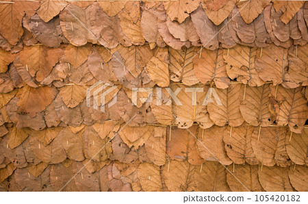 dry leaf fence wall for background dry leaf fence wall for background 105420182