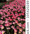 Tulips blooming in the garden. Spring season 105420289