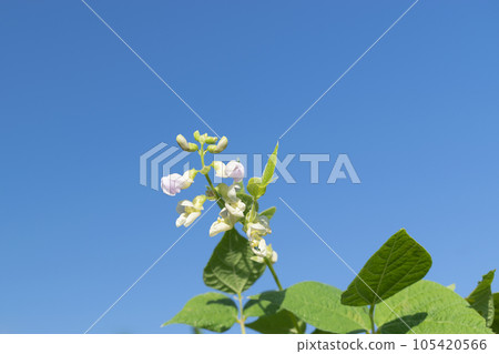 Young stalks of a string bean in blossom 105420566