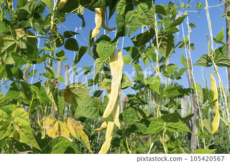 Young stalks of a string bean in blossom 105420567