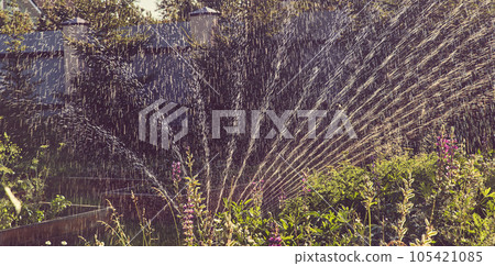 Banner. Fan irrigation system with a sprayer in the garden on a sunny summer day. Sprinkler system for watering plants. The concept of gardening, growing and caring for plants. High quality photo 105421085