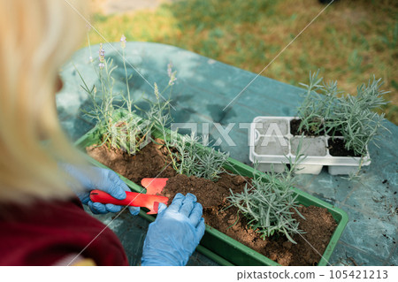 Happy 50s senior farmer woman watering flowers from a watering can, transplants lavender plant into plastic pot outdoors. Gardening, greenery concept. 105421213