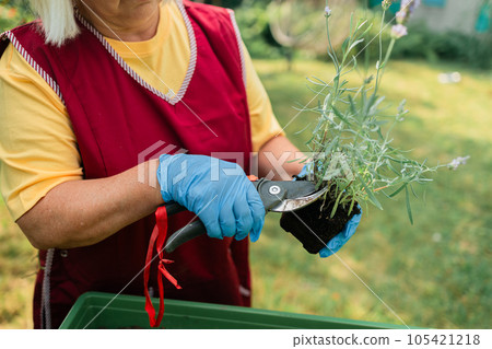Growing and caring for French lavender. Hands of a gardener in gloves cut lavender inflorescences with a pruner close-up. Care and cultivation of French lavender plants. Growing and caring for French lavender. Hands of a gardener in gloves cut lavender inflorescences with a pruner close-up. Care and cultivation of French lavender plants. 105421218
