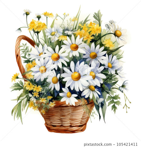 Watercolor chamomile flowers bouquet isolated Watercolor chamomile flowers bouquet isolated 105421411