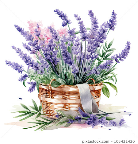 Watercolor lavender flower bouquet isolated Watercolor lavender flower bouquet isolated 105421420