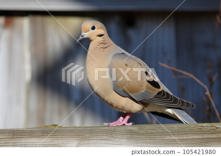 Street dove bird. Nature park. Generate Ai Street dove bird. Nature park. Generate Ai 105421980