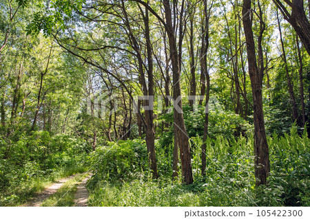 Bakota reservoir forest on Dnister river, Ukraine. Bakota reservoir forest on Dnister river, Ukraine. 105422300