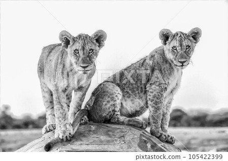 close up of a lion 105422399