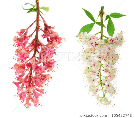 Aesculus x carnea or red horse chestnut isolated on white background Aesculus x carnea or red horse chestnut isolated on white background 105422748