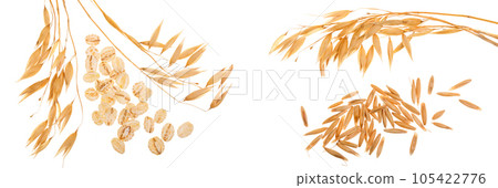 oat spike with oat flakes isolated on white background. Top view oat spike with oat flakes isolated on white background. Top view 105422776
