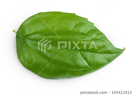 Jasmine leaf isolated over white background. Top view. Flat lay 105422813