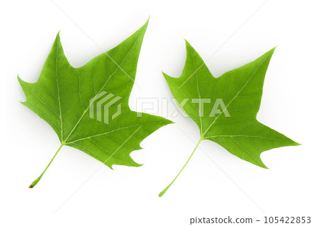 Platanus tree, sycamore leave isolated on white background. Top view. Flat lay 105422853