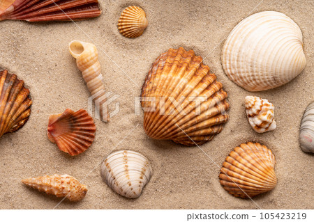 Many different sea shells on the sand. 105423219