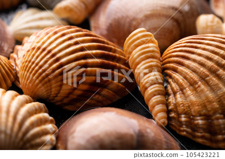 lots of scallop seashells piled together background 105423221