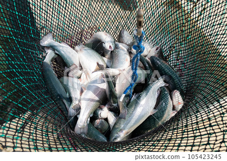 Lots of trout. Lots of trout. 105423245