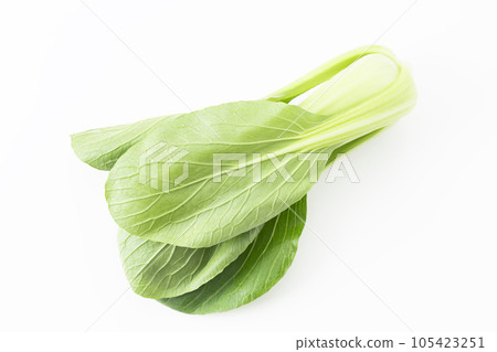 白菜白色背景 白菜白色背景 105423251