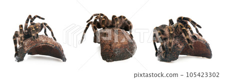 Collage of striped knee tarantula (Aphonopelma seemanni) on white background 105423302