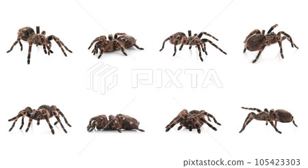 Collage of striped knee tarantula (Aphonopelma seemanni) on white background 105423303