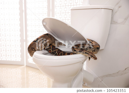 Brown boa constrictor on toilet bowl in bathroom 105423351