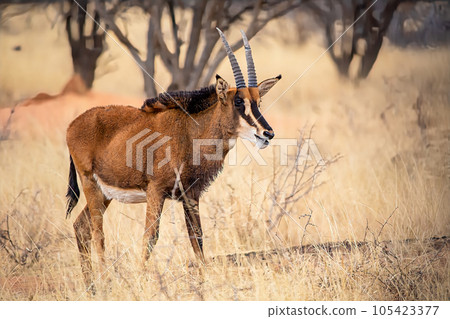 Sable antelope at kruger national park 105423377
