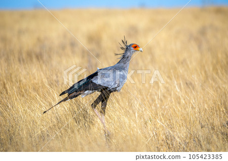 Secretary bird at etosha national Park Secretary bird at etosha national Park 105423385