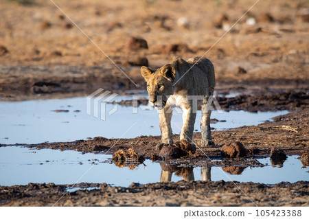 Lions cubs in etosha national park Namibia.tif 105423388