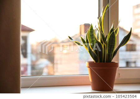 Potted Sansevieria plant on window sill at home. Space for text Potted Sansevieria plant on window sill at home. Space for text 105423504