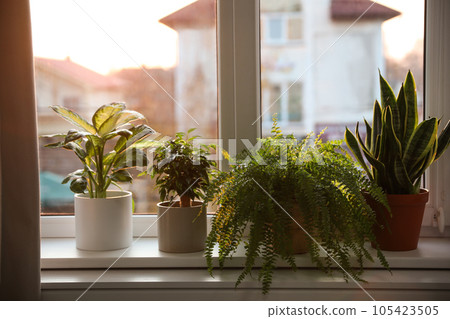 Different potted plants on window sill at home Different potted plants on window sill at home 105423505