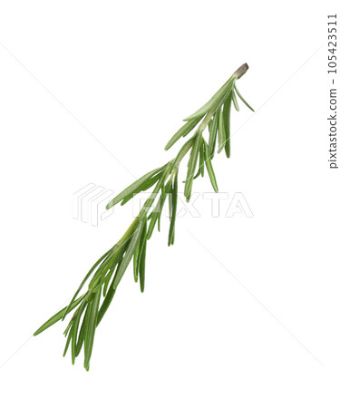Fresh green rosemary isolated on white. Aromatic herb 105423511
