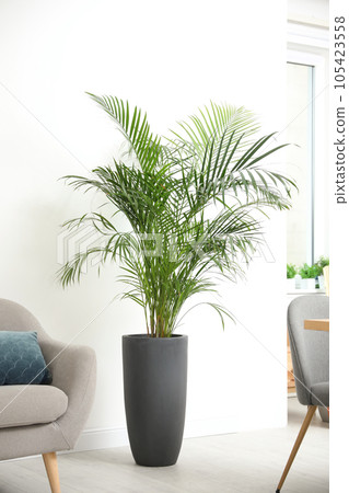 Beautiful potted palm in modern living room Beautiful potted palm in modern living room 105423558