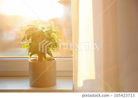 Potted Ficus benjamina plant on window sill at home. Space for text 105423713