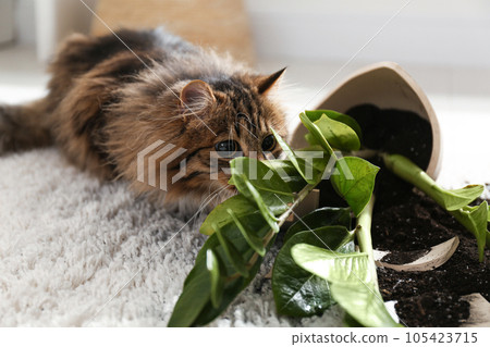 Cat near overturned houseplant on light carpet at home 105423715