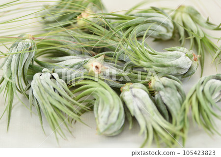 Green tillandsia air plants on a white background 105423823