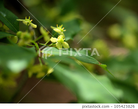 Green flowers of euonymus blooming in May 105423826
